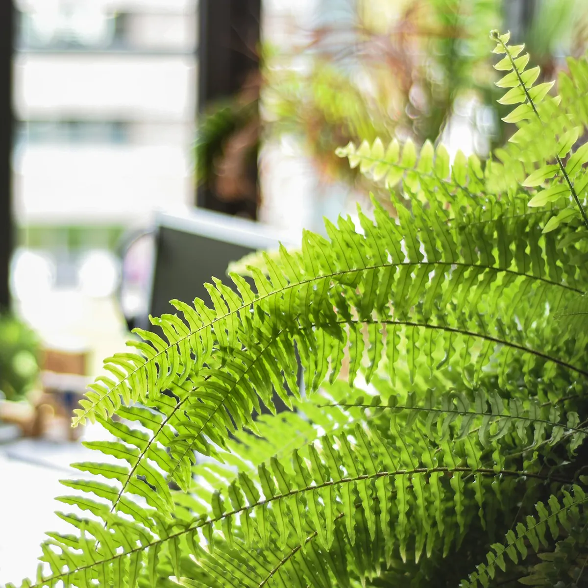 Boston Fern