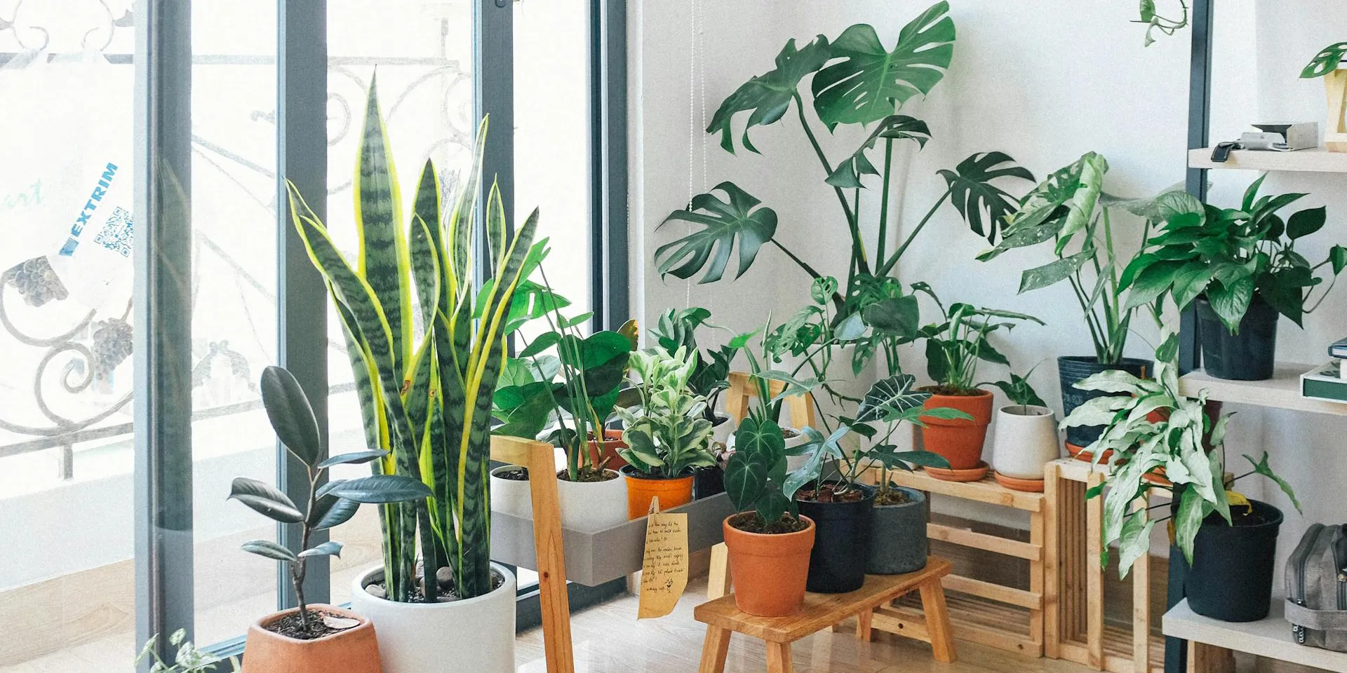 Low-Maintenance Indoor Plants